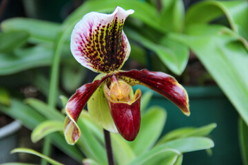 pink orchid flower