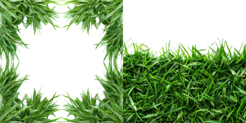Bermuda Grass Border Front Top View Set Isolated on Transparent or White Background, PNG