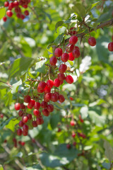 Ripe Autumn Olive Berries (Elaeagnus Umbellata) growing on a branch . oleaster