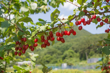 Ripe Autumn Olive Berries (Elaeagnus Umbellata) growing on a branch . oleaster