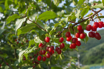Ripe Autumn Olive Berries (Elaeagnus Umbellata) growing on a branch . oleaster
