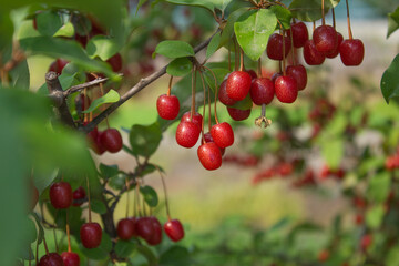 Ripe Autumn Olive Berries (Elaeagnus Umbellata) growing on a branch . oleaster