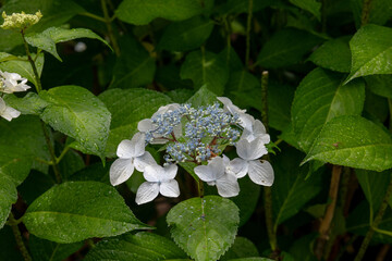 アジサイのクローズアップ