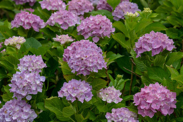 アジサイのクローズアップ