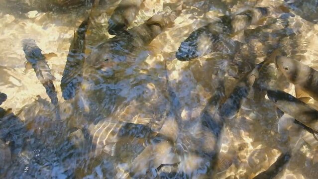 A school of Soro Brook carps (Tor soro) swimming in a beautiful light shining through the water.