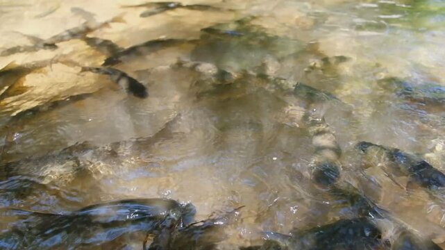 Close-up of a large number of Soro Brook Carp (Tor soro) swimming with light shining through the water.
