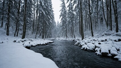 river running through a snow covered forest next to a forest filled with tall trees