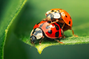 Tow lady bug copulating on a leave