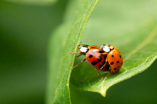 Two lady bug copulating on a green leave