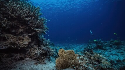 a photograph of an underwater scene with corals and sponges in the foreground and a diver in the background