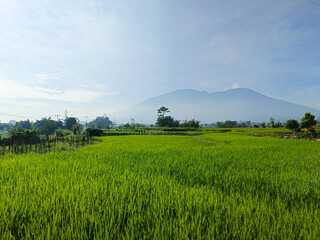 beautiful view of the cool atmosphere in the morning of the fertile rice fields under Mount Marapi