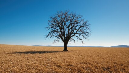 Fototapeta premium lone tree in the middle of a dry grass field with a blue sky in the background