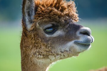 Fototapeta premium A portrait of an alpaca on a farm on San Juan Island in Washington state.