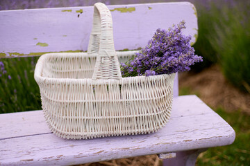 lavender in the basket