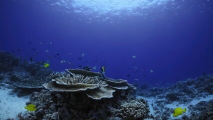 Fototapeta premium coral reef with a variety of fish in the water and a diver in the distance