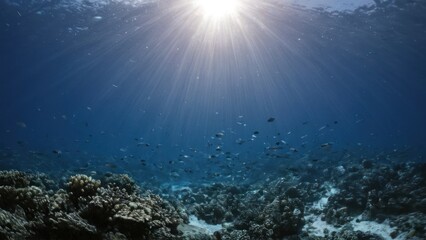 Fototapeta premium group of fish swimming in the ocean near a coral reef with sunlight shining on them