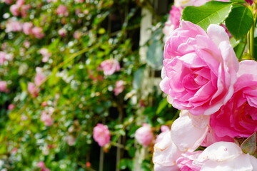 Obraz premium バラ園に咲いているピンク色の綺麗な薔薇