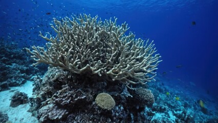 Obraz premium a photograph of an underwater view of a coral reef with lots of different types of corals and fish