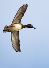 Wary Lesser Scaup Duck In Flight