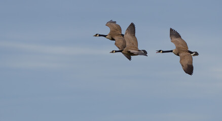 Trio of Beautiful Canada Geese in Flight