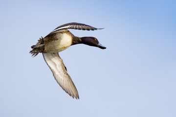 Wary Lesser Scaup Duck In Flight