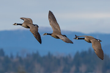Trio of Beautiful Canada Geese in Flight