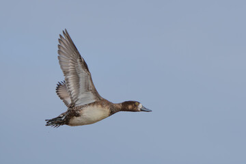 Wary Lesser Scaup Duck In Flight