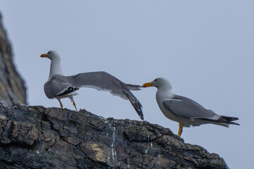Pair of Yellow-Legged Gulls Playing Tag