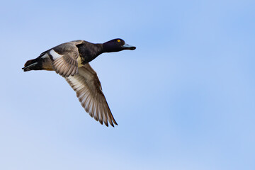 Fototapeta premium Wary Lesser Scaup Duck In Flight