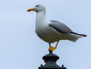 Handsome Yellow-Legged Gull on Lamp Post