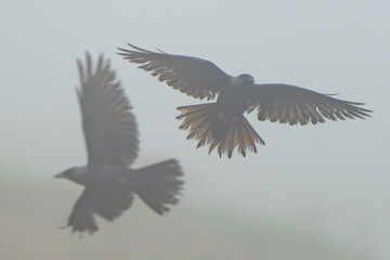 Fototapeta premium Pair of Jackdaws in the Fog in Tuscany