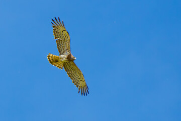 Short-Toed Snake Eagle and Hooded Crow in Aerial Combat