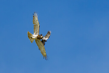Short-Toed Snake Eagle and Hooded Crow in Aerial Combat