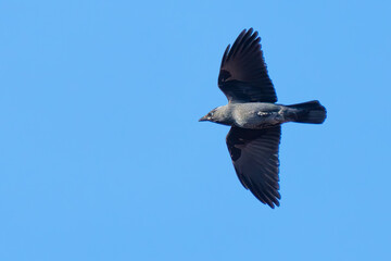 Blue-Eyed Jackdaw Bird in Flight in Italy