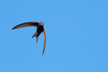 Graceful Common Swift in Flight in Italy