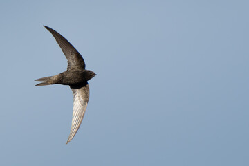 Graceful Common Swift in Flight in Italy