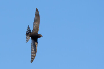 Graceful Common Swift in Flight in Italy