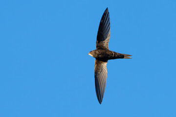 Graceful Common Swift in Flight in Italy