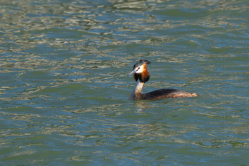 Beautiful Great Crested Grebe Swims in Lake Trasimeno in Italy