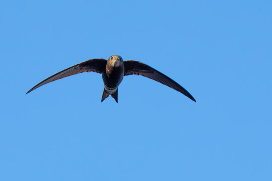 Graceful Common Swift in Flight in Italy