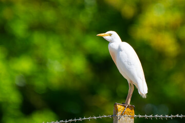 Portrait of Cattle Egret on Concrete Fence Post