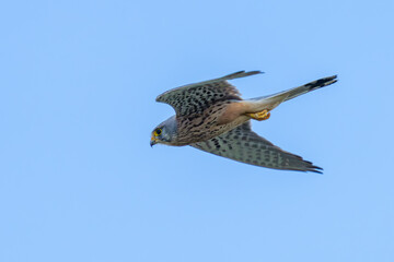 Colorful Eurasian Kestrel in Tuscant Italy