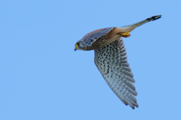 Colorful Eurasian Kestrel in Tuscant Italy