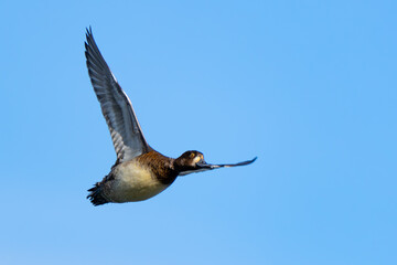 Wary Lesser Scaup Duck In Flight