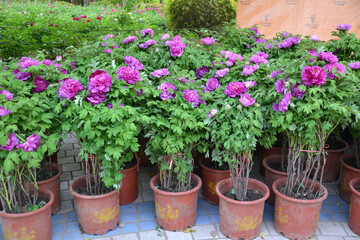 China,  Luoyang, China Luoyang Peony Cultural Festival , pink peonies blooming
