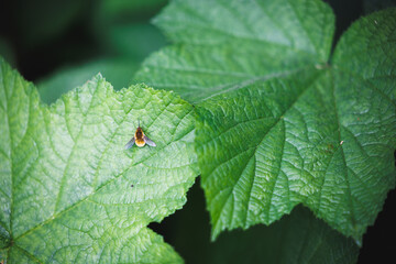 Close-Up of a Hoverfly on Green Leaf in Nature