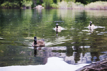 Canadian Geese Swimming in a Serene Lake