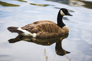 Canada Goose Swimming Peacefully in Tranquil Waters