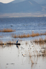 Naklejka premium american white pelican preens on a log in a lake