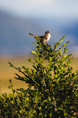song sparrow singing on green foliage